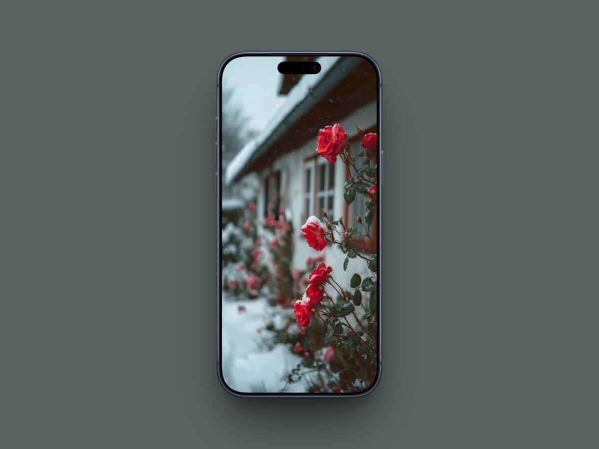 Winter Roses by the Cottage wallpaper for iPhone