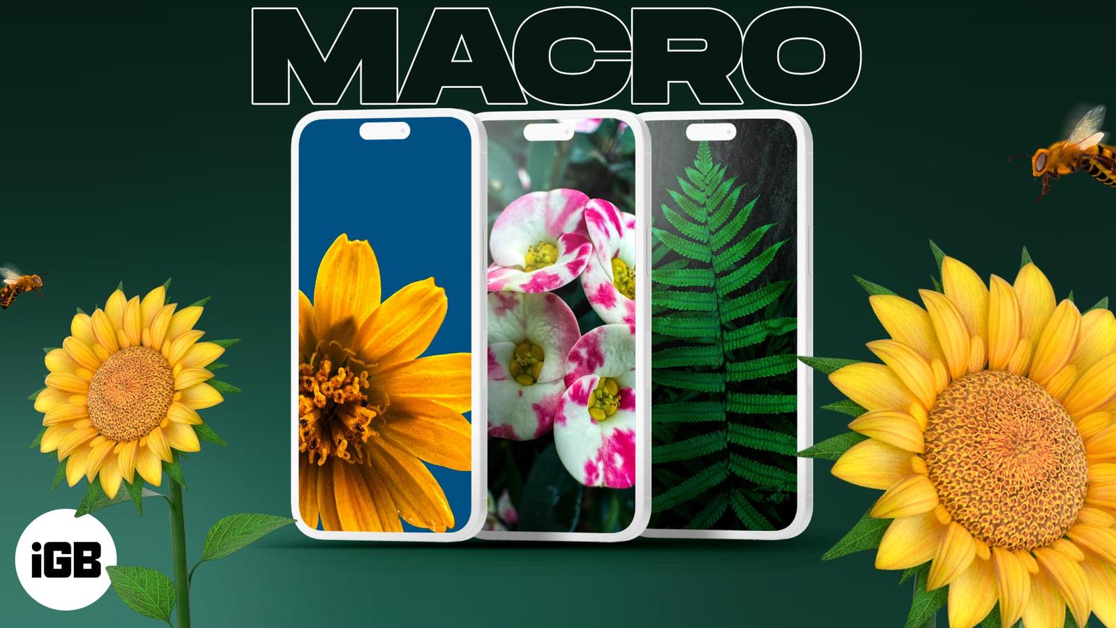 Macro Photography Wallpapers for iPhone (Free Download)