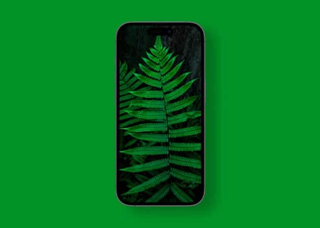 Soft tree fern macro photography wallpaper 4k
