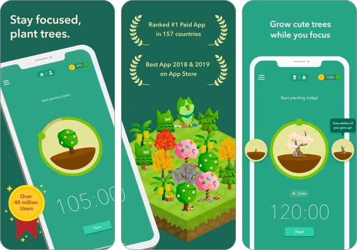 Forest Focus Productivity