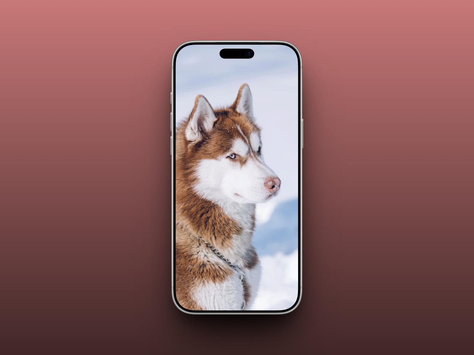 Winter Husky Portrait