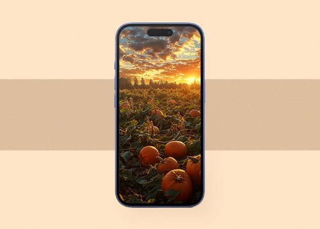 Pumpkin patch wallpaper for iPhone.