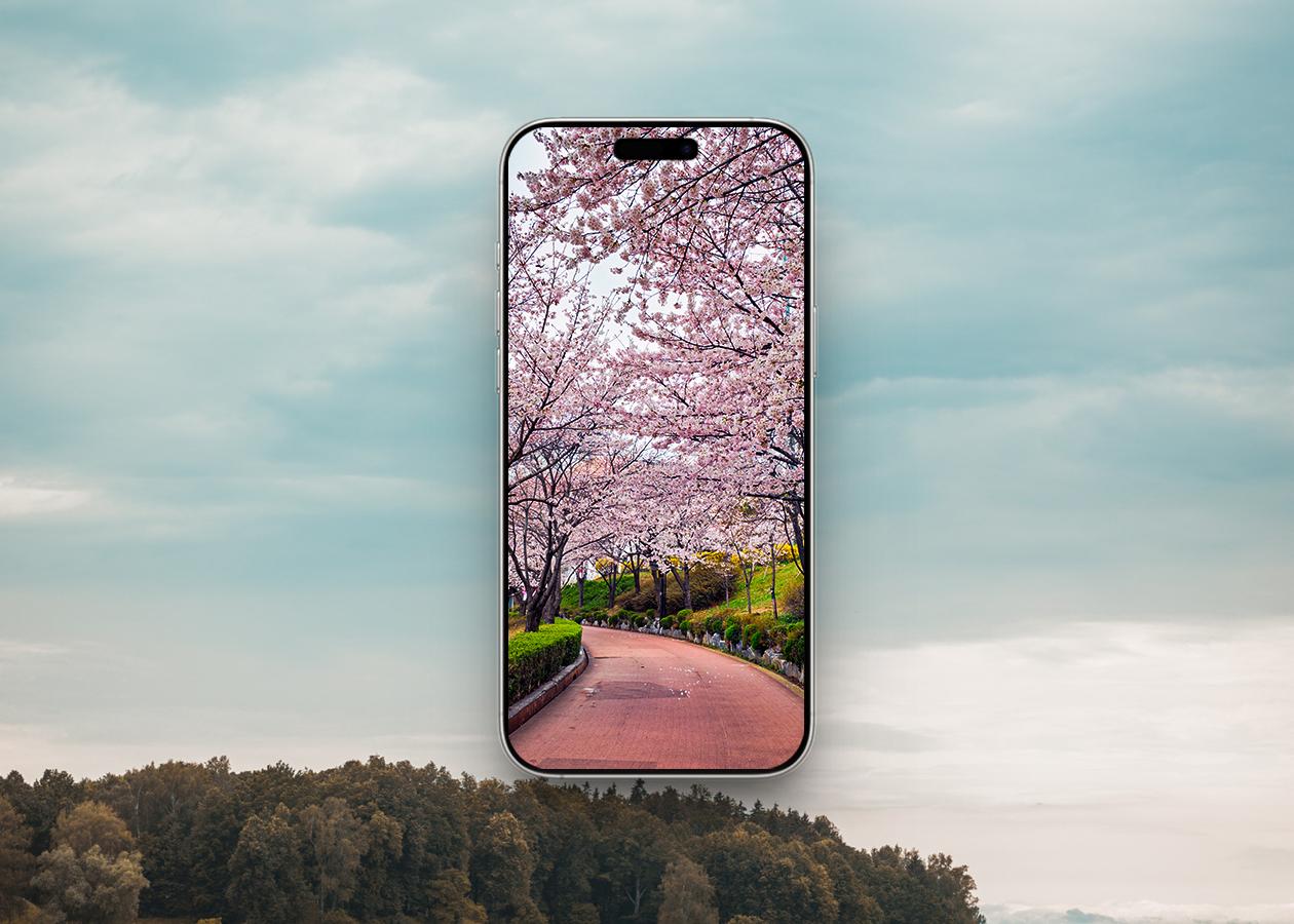 Cherry blossom in park