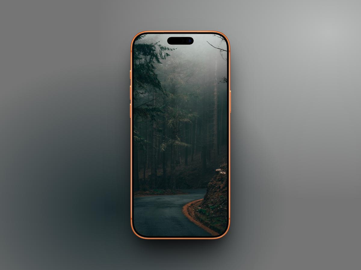 Roadway in Dark Forest