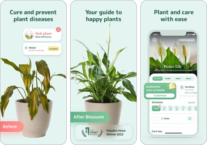 Blossom: Best for Indoor Plant Lovers