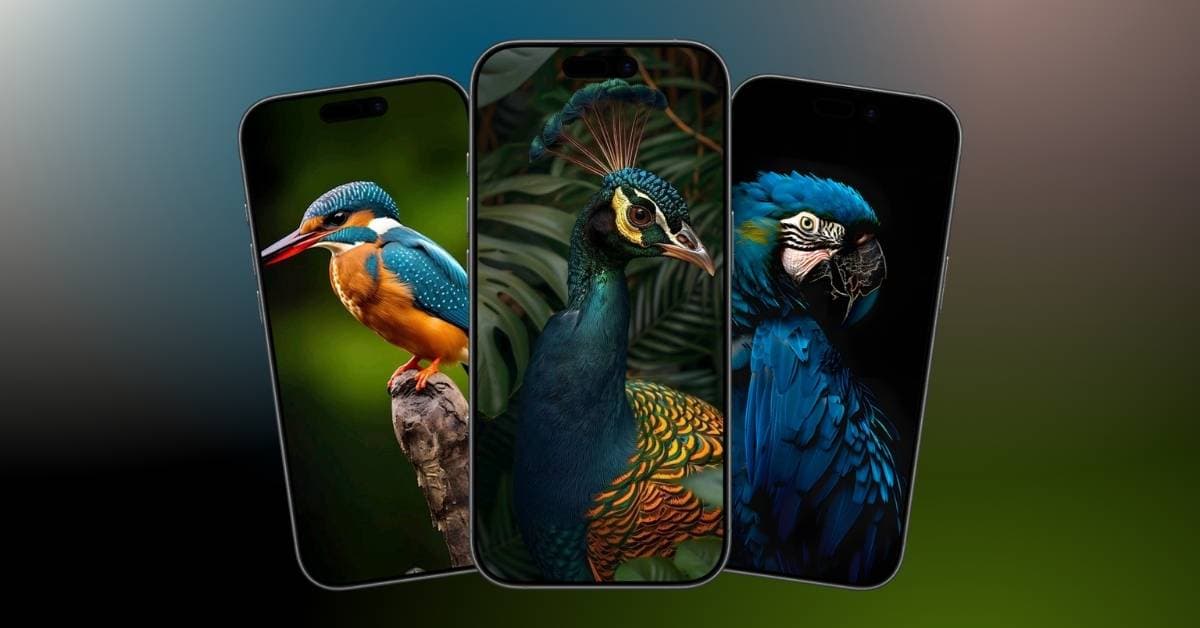 Download aesthetic birds wallpapers for iPhone (4K and free)