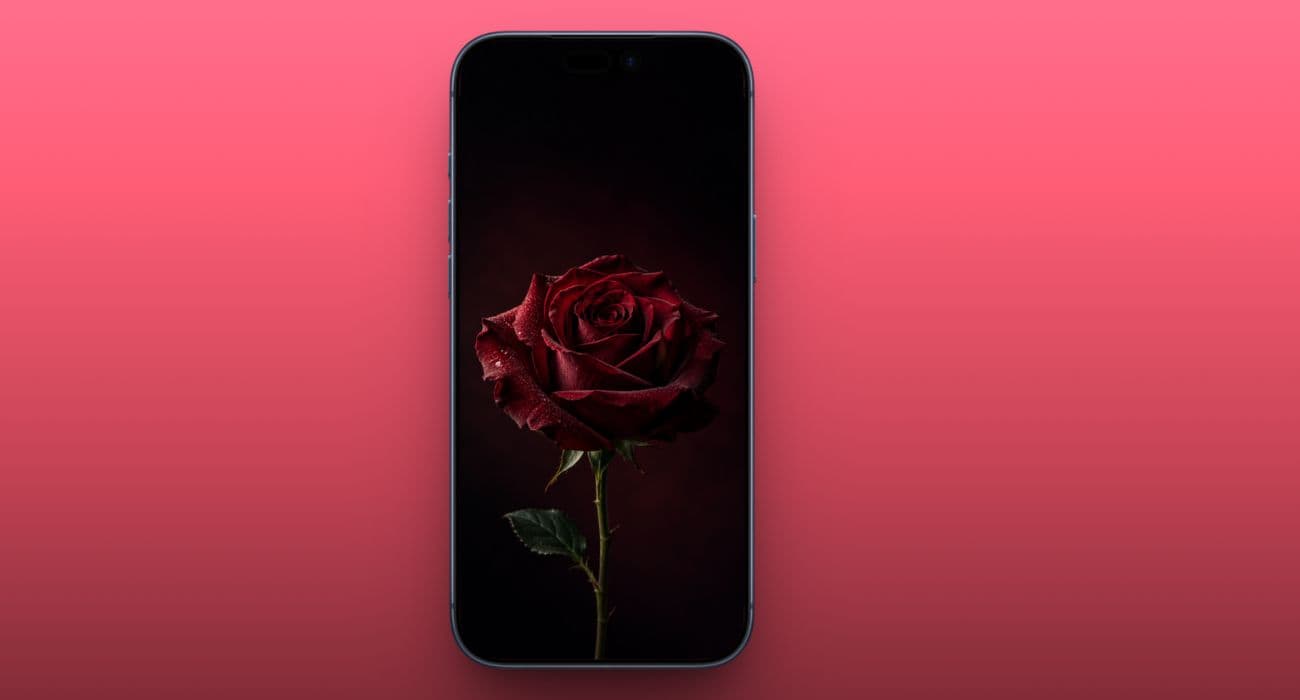 Burgundy rose wallpaper