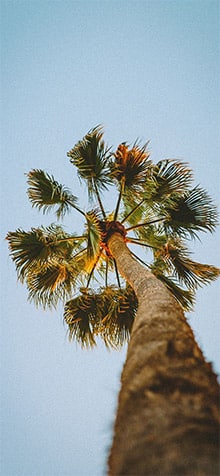 Coconut Tree iPhone XR Wallpaper
