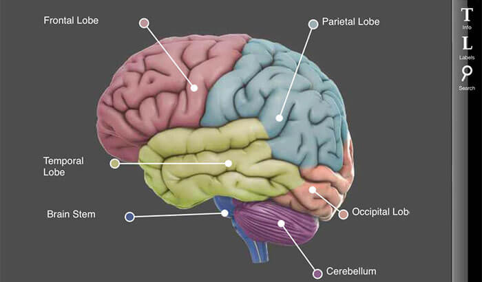 3D Brain iPhone and iPad App Screenshot