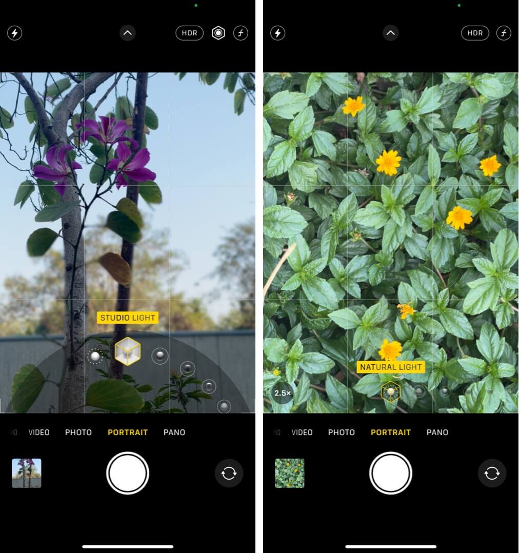 Capturing the flowers in the portrait mode on iphone 12 pro