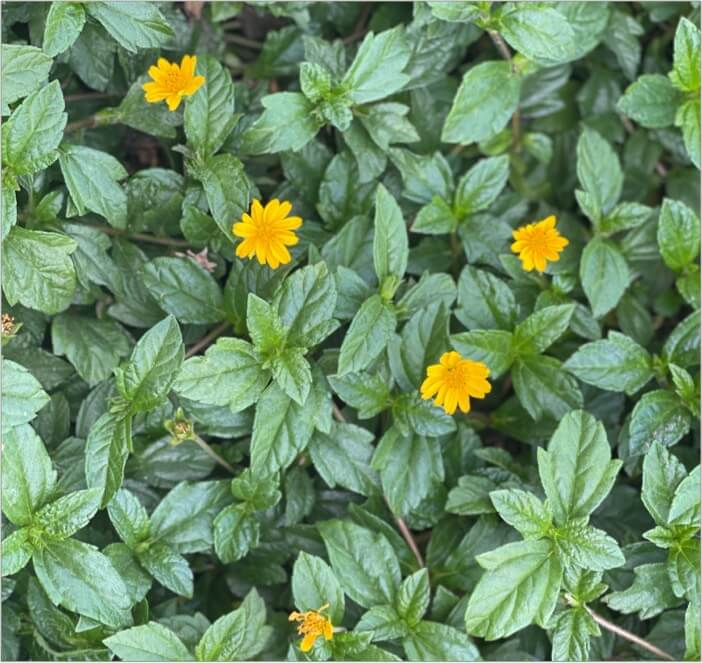 Try different angles to capture stunning flower photo on iphone