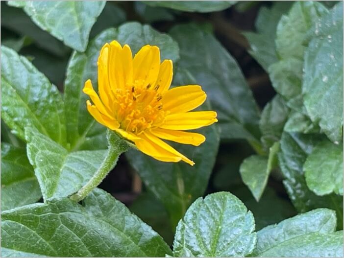 Understanding close-up and zoom shots to capture flower photo on iPhone