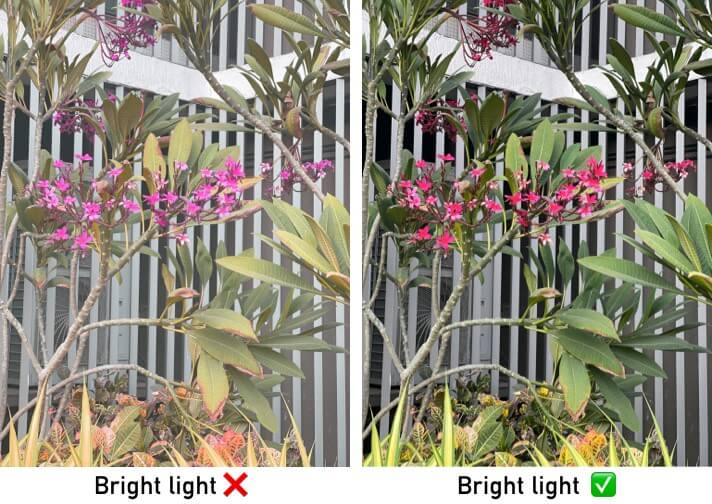 Understanding the lighting to capture flower photo on iPhone