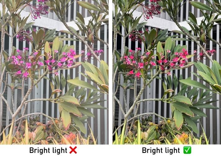 Understanding the lighting to capture flower photo on iphone
