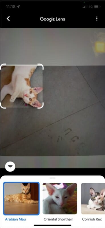 Google Lens identifying animals