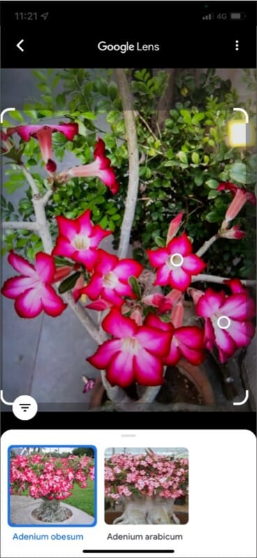 Google Lens identifying plants and flowers