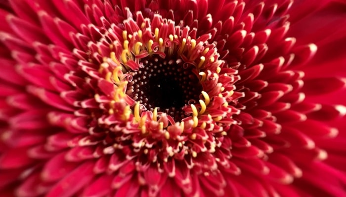 iPhone 13 Pro and Pro Max macro photography