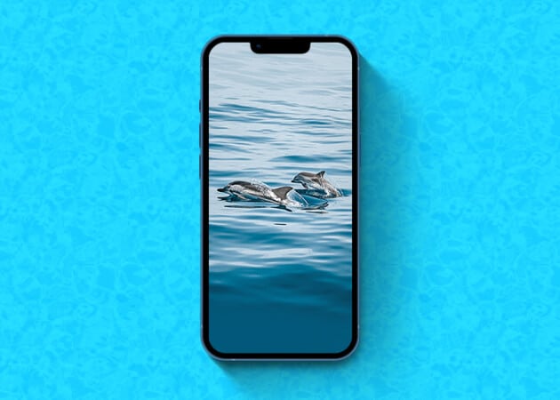 Ocean dolphin wallpaper for iPhone