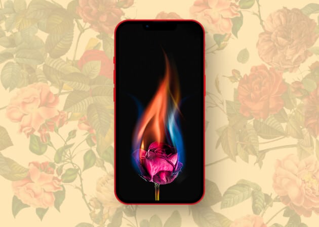 Rose and fire wallpaper for iPhone