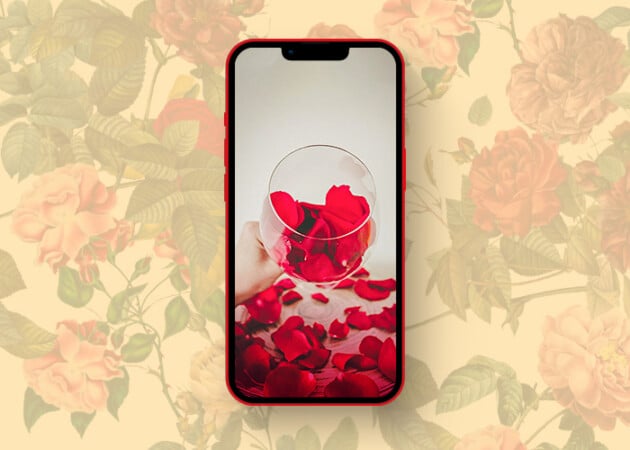 Rose for you wallpaper