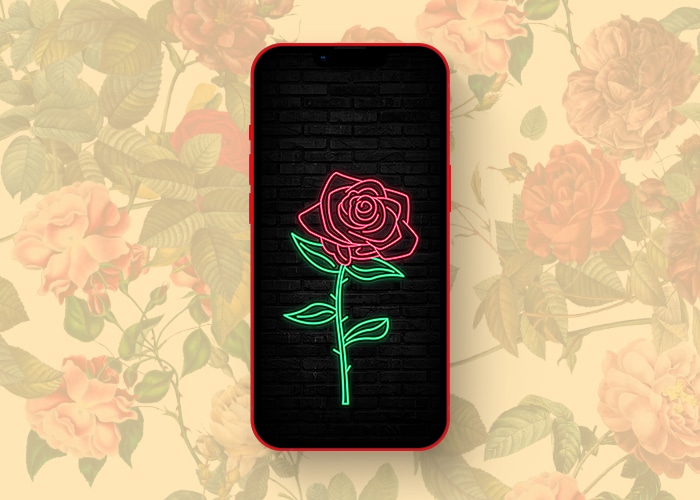 Beautifully contrasting rose wallpapers for iPhone in 2023 iGeeksBlog