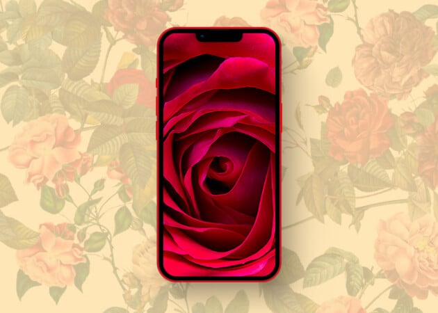 iPhone rose background