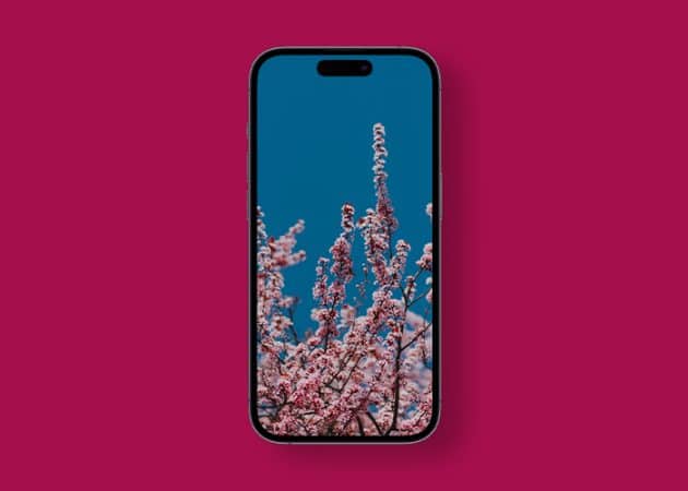 Cherry blossom 4K spring wallpaper  