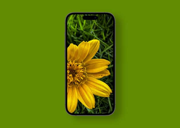 Macro photography wallpapers for iPhone Free download Macro Wedelia flower photography