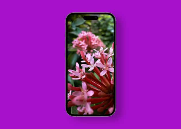 Pink Asoka flower macro iPhone wallpaper