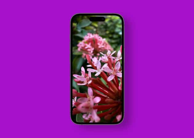 Macro photography wallpapers for iPhone Free download Pink Asoka flower macro iPhone wallpaper