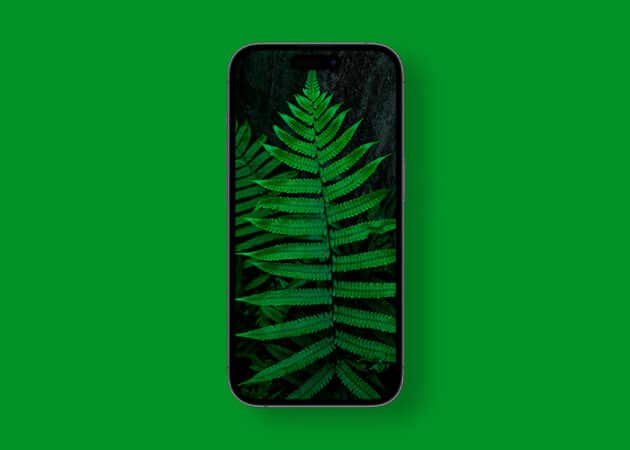 Soft tree fern macro photography wallpaper 4k