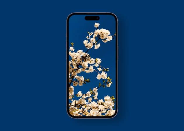 Stunning spring wallpapers for iPhone in 2024  Free download  - 89
