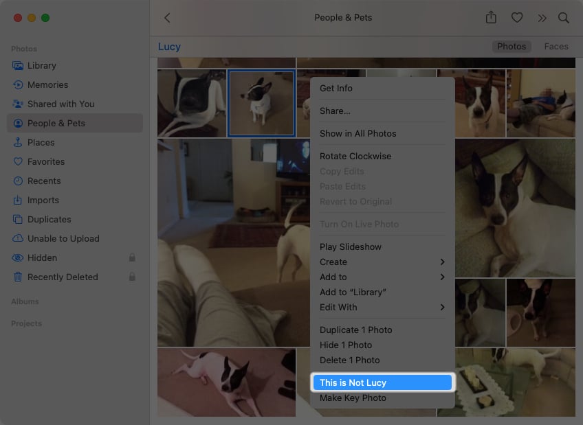 Correct misidentified pets