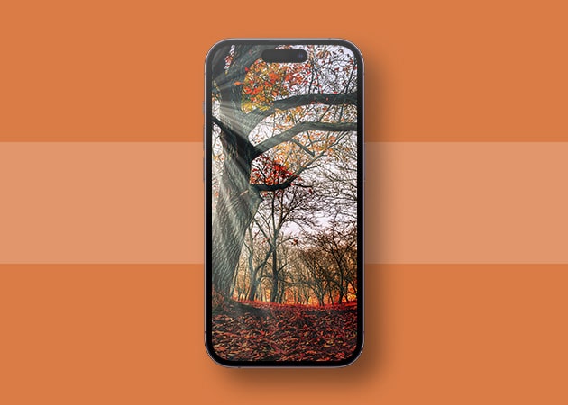 Fall leaves wallpaper for iPhone
