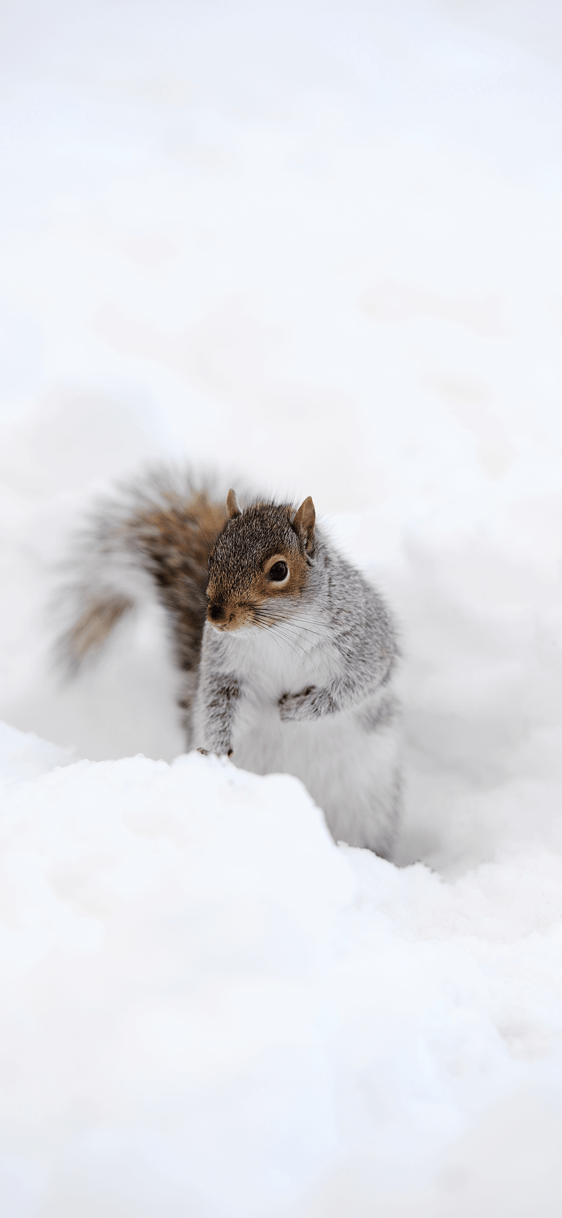 Squirrel in winter iphone wallpaper