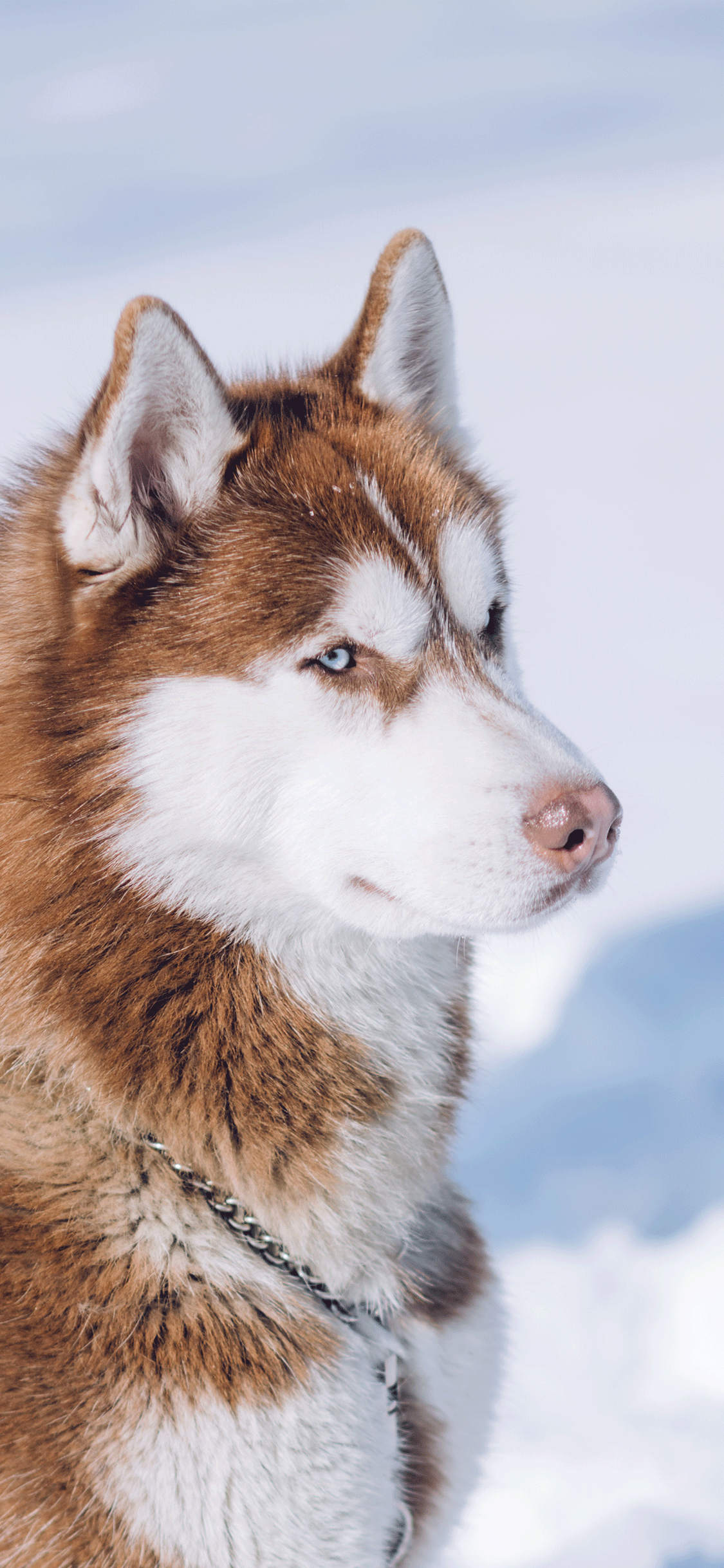 Winter Husky IPhone Wallpaper