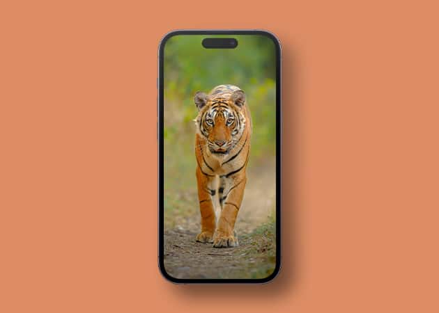 Bengal Tiger wallpaper for iPhone