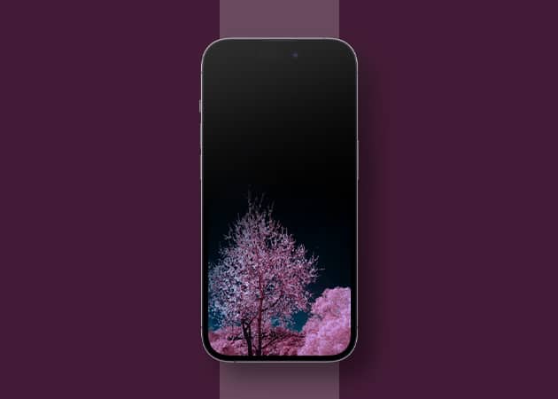 Pink and black iPhone wallpaper