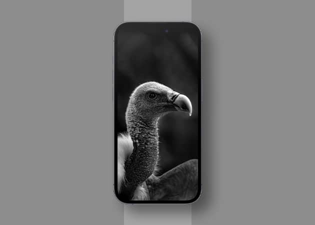 Vulture iPhone black wallpaper