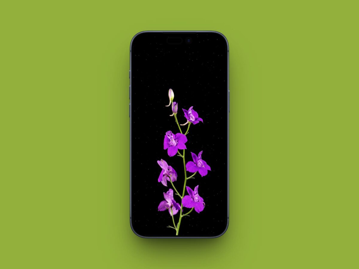 Purple Wildflower on Black Background