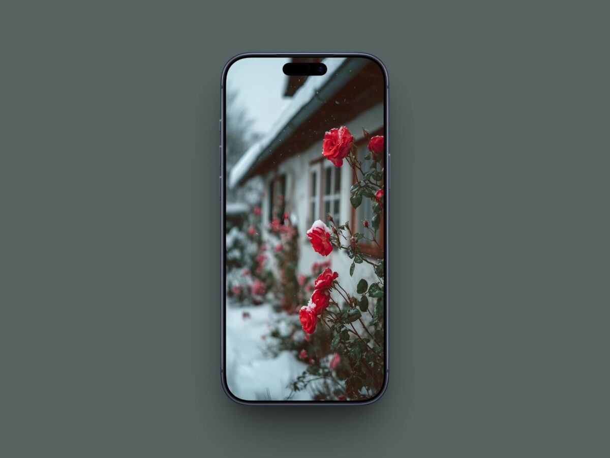 Winter Roses by the Cottage wallpaper for iPhone