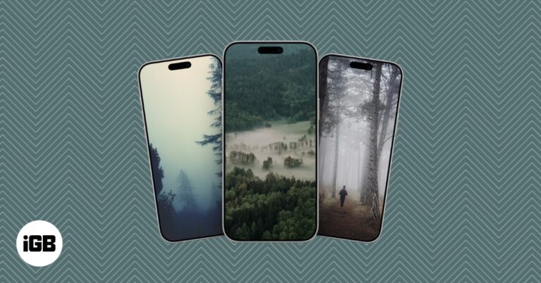 Best foggy forest wallpapers for iphone