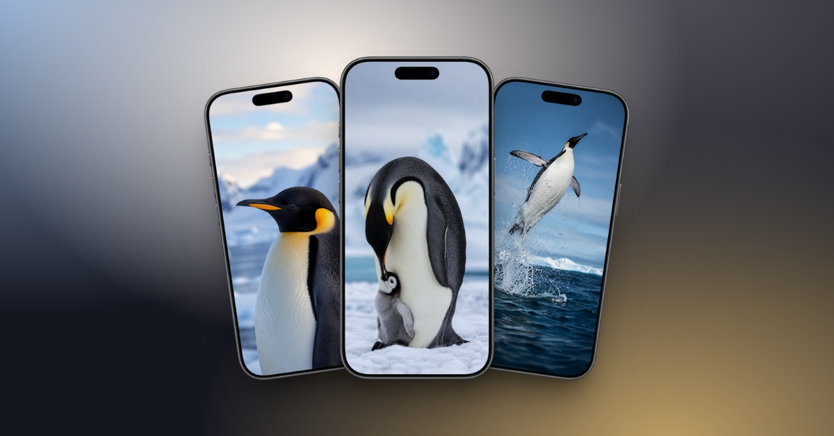 Download cute Penguin wallpapers to bring Antarctic scenes to your iPhone