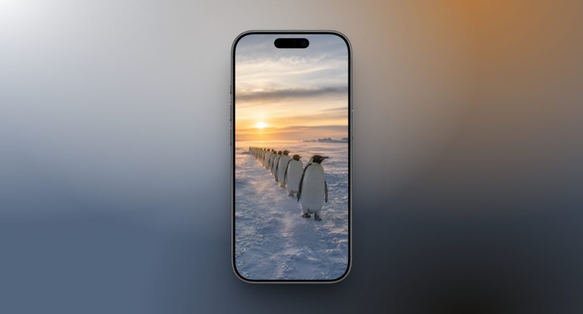 Group of penguins walking at sunset